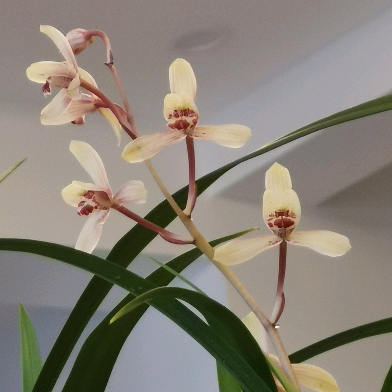 兰花黑斑病,试试这样防治,简单好用