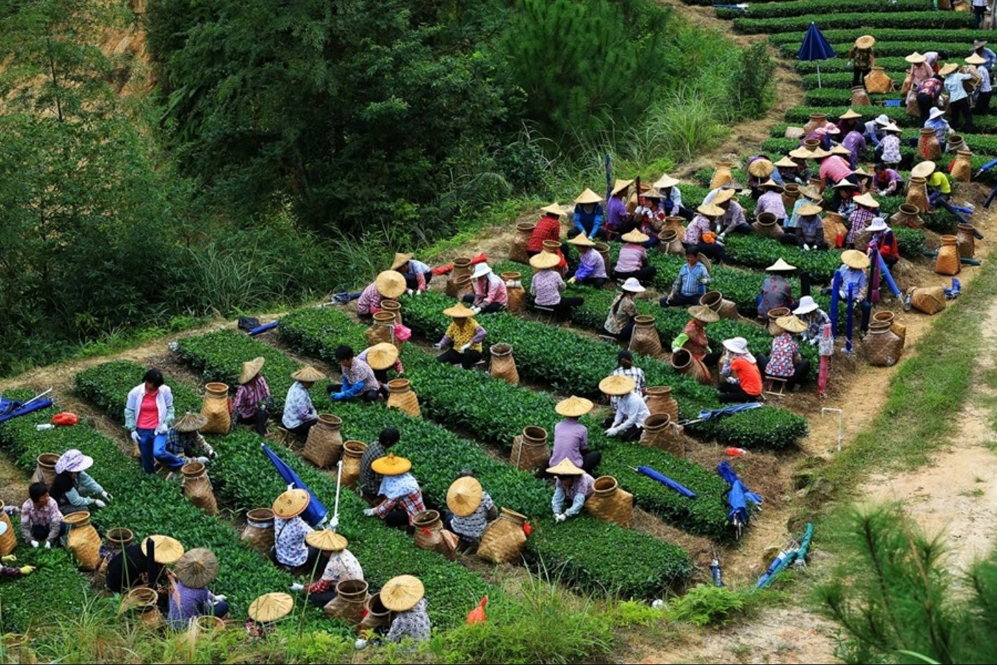 无与伦比的兰花香,低迷的铁观音,茶叶王国里铁观音的兴衰成败