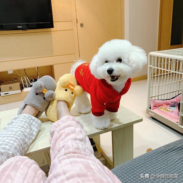 比熊犬咬人怎么办,比熊犬怎么养才会不咬人和你亲近