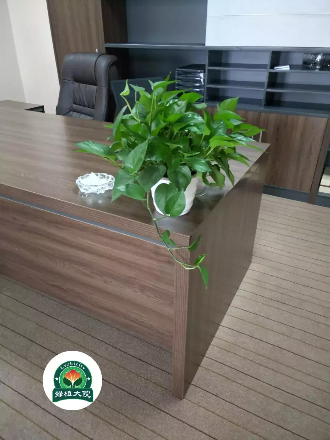 绿植花卉出租多少钱,佛山南海区花卉绿植租赁效果图