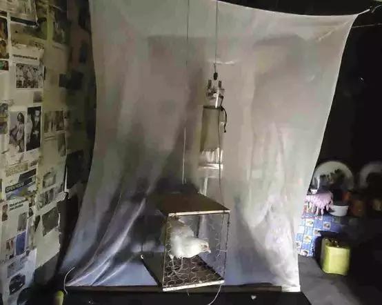 驱蚊小妙招猫薄荷,怎样用猫薄荷驱蚊