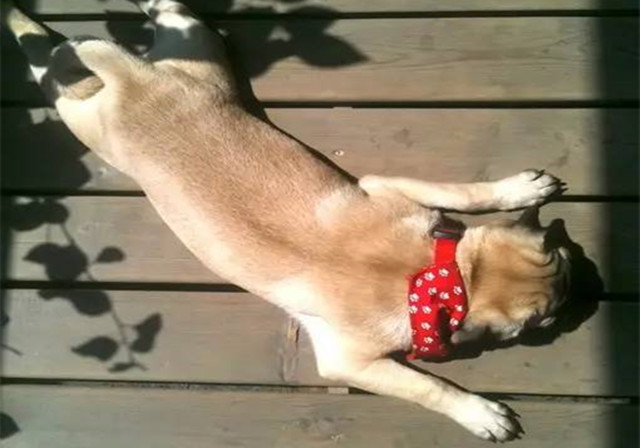 狗狗中暑导致内脏受损怎么办,狗狗中暑已经在医院输液能救活吗