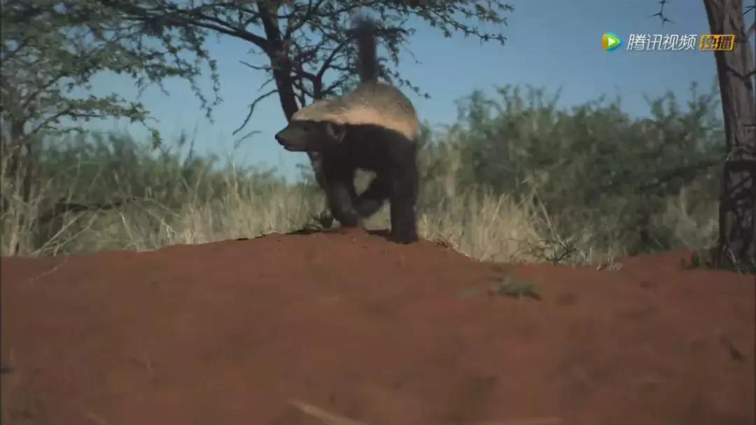跟狮子抢肉，怼非洲鬣狗，看硬核“平头姐”成长史！