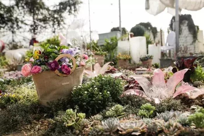 “园艺疗法”治愈抑郁症女孩，与植物对话可舒缓情绪，感知自我