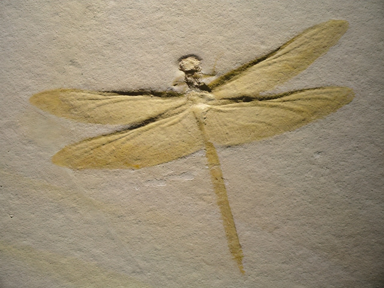 最被人低估的动物,最凶猛的昆虫蜻蜓