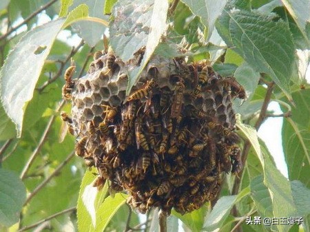 如何甩掉马蜂,遇上马蜂发狂的时候怎么办