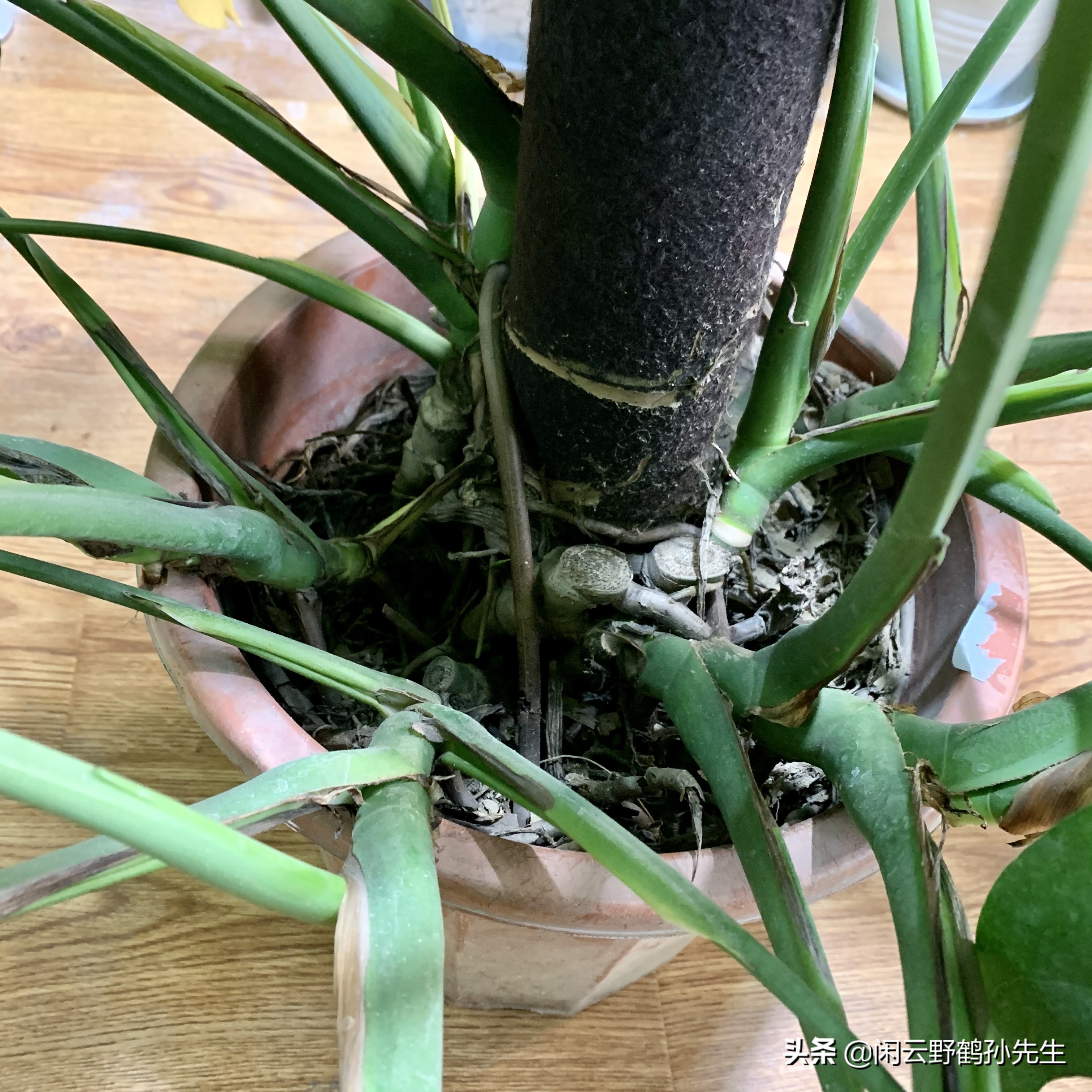 龟背竹小盆栽养殖方法,龟背竹怎么换盆后才能开花