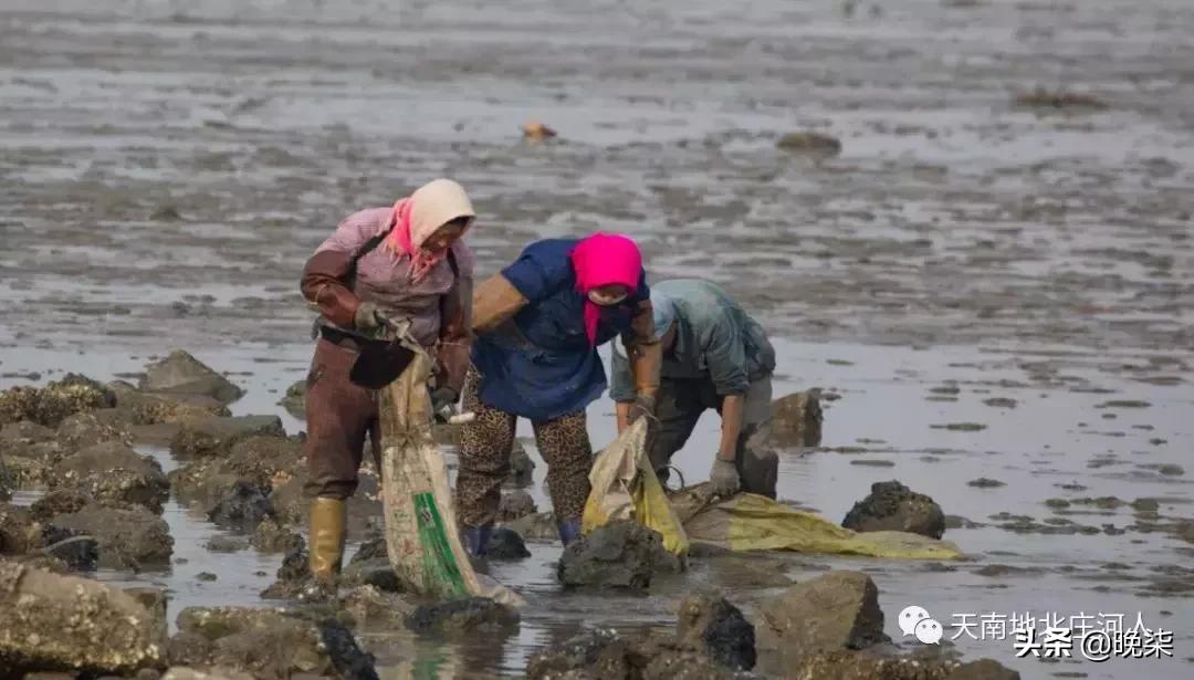大连庄河赶海排名第一名,庄河赶海网红视频