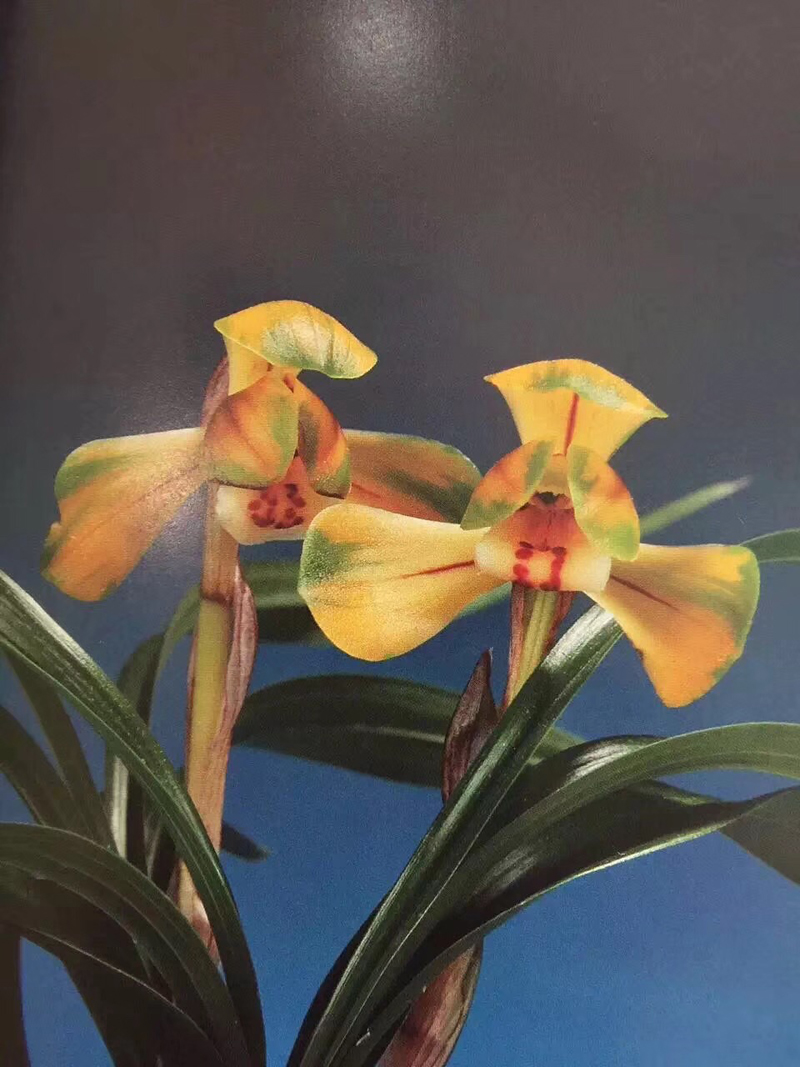 兰花不小心弄倒了有影响吗,84消毒液可以给兰花消毒吗