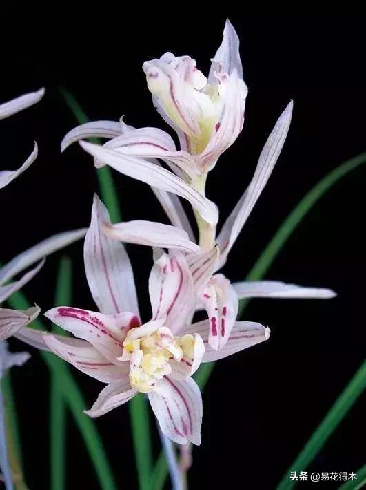 兰花春兰四大名品,兰花十大名品是哪些
