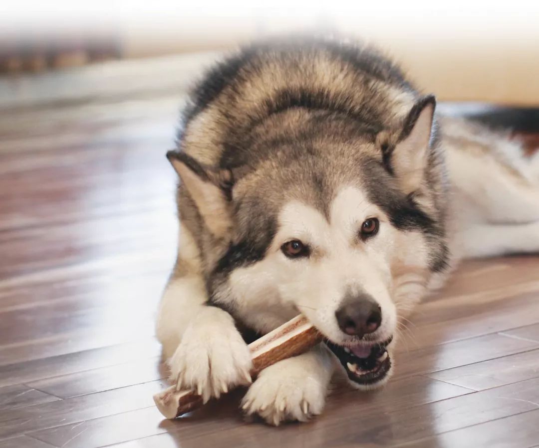 狗狗咬人扑人,狗狗扑人咬人行为纠正方法