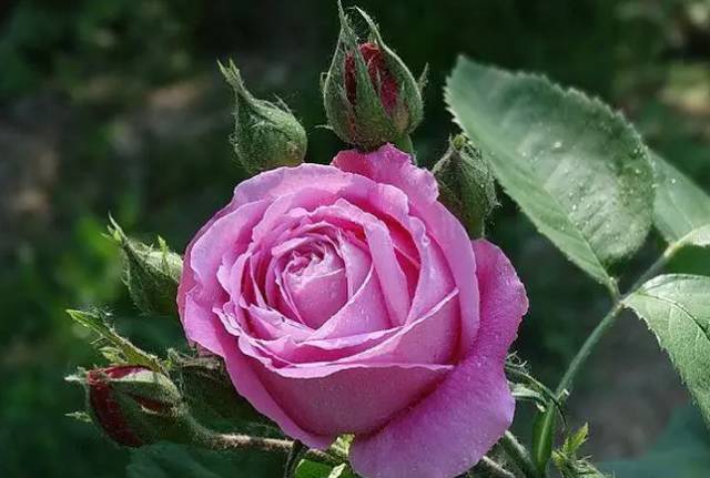 中国十大名花你认识几种呢,中国十大名花你喜欢哪种呢