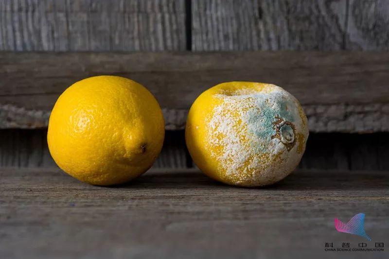 鱼的这个部位有毒千万别吃,鱼的哪个部位有毒千万别吃