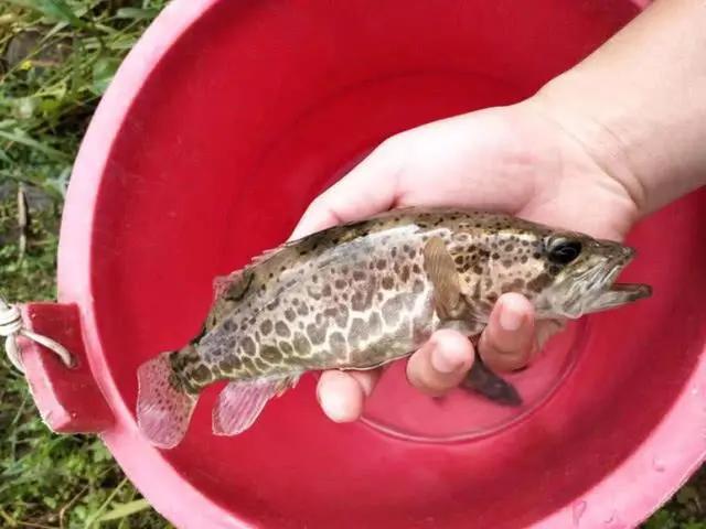 手竿活虾钓鳜鱼的技巧,手竿泥鳅钓鳜鱼怎么钓