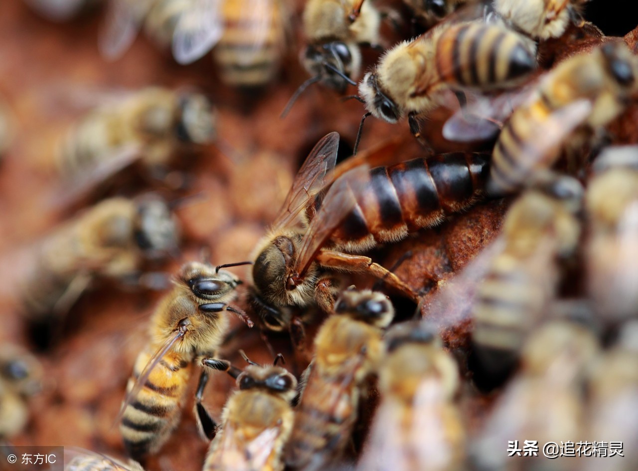 处女王什么时候能交尾，能用多久并没有固定时间，得靠这几点判断