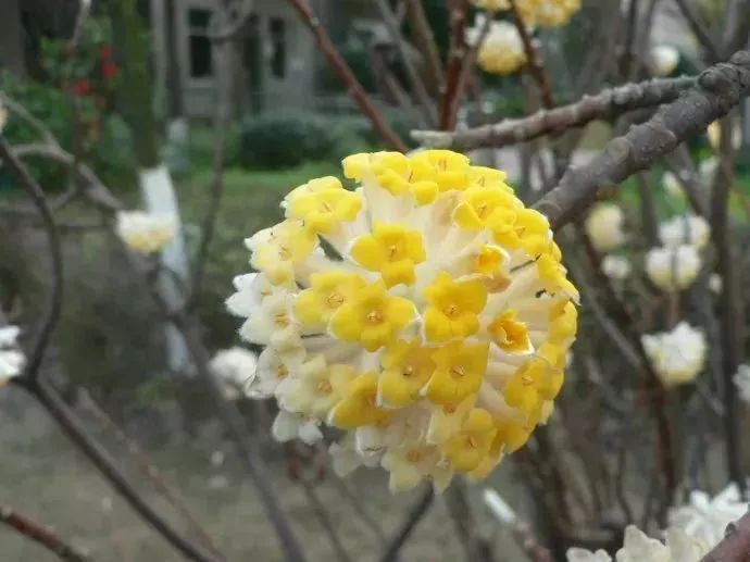 看到花的时候,不知是什么花?那就收下这份百花图谱
