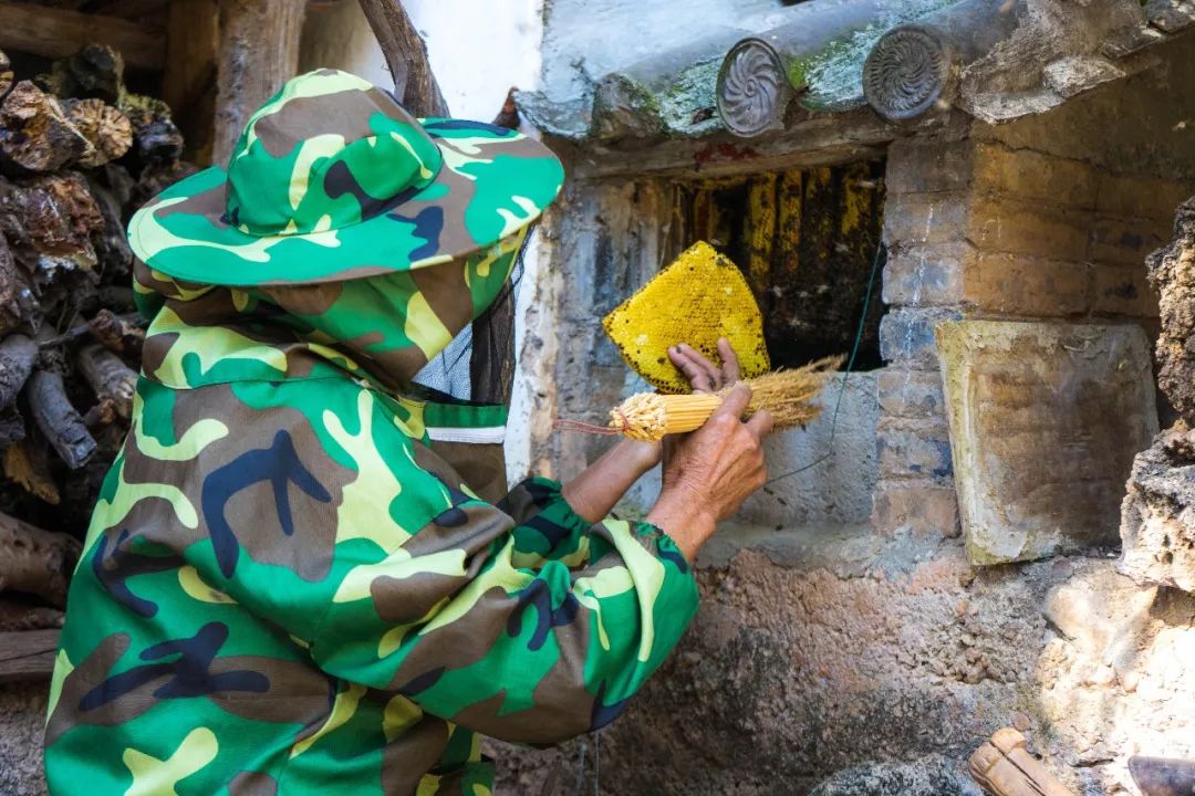 土蜂蜜取蜜全过程,土蜂蜜正确取蜜方法