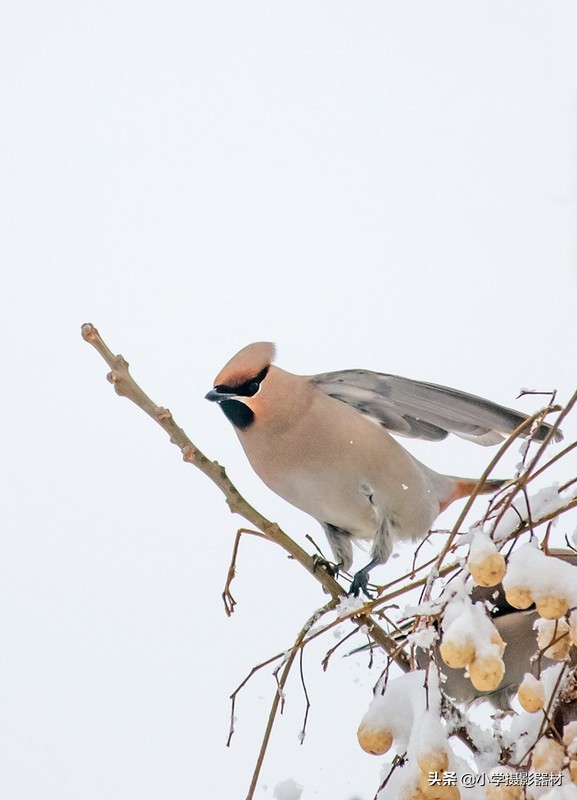 既能拍人像又能拍风景的镜头佳能,尼康80-400vr防抖全画幅镜头评测