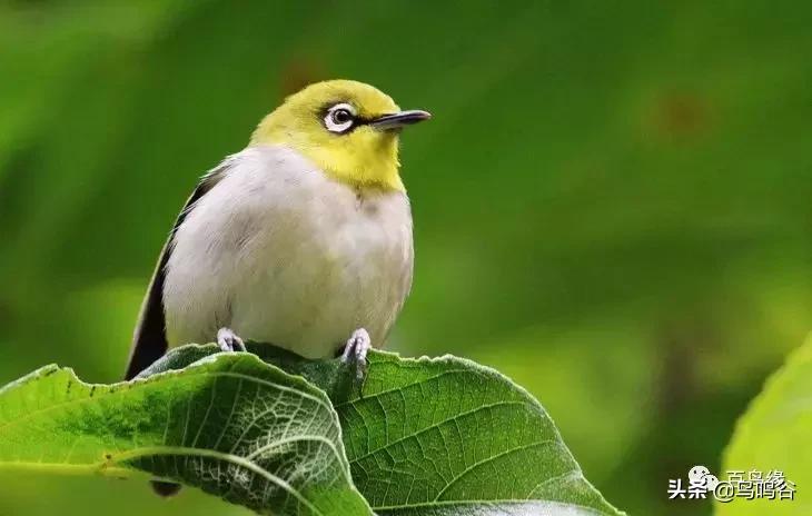 高手治疗绣眼水便方法总汇