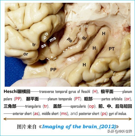 脑解剖学讲解视频全集,脑功能解剖学习