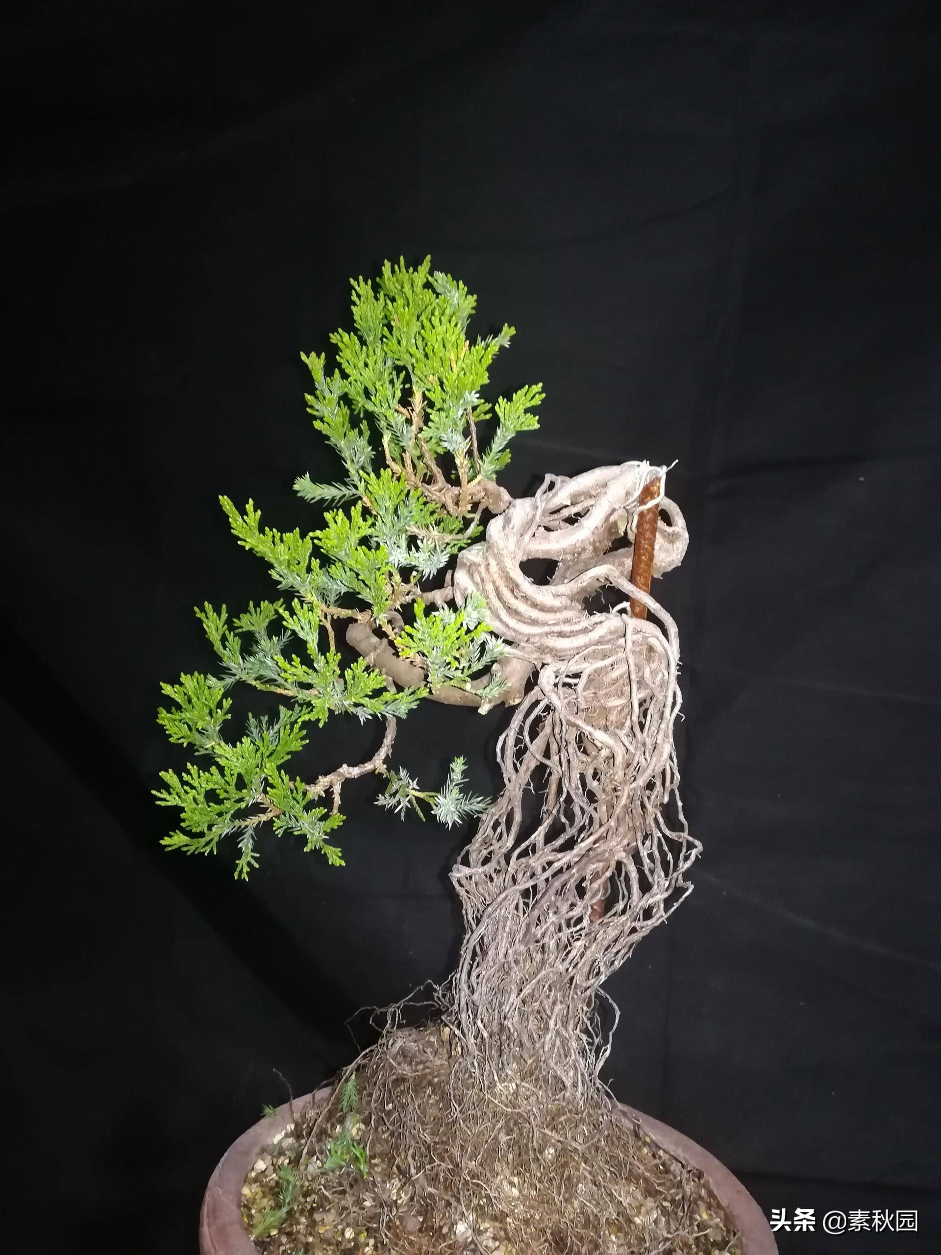 柏树盆景教学!从零开始,教你如何制作一棵漂亮的柏树盆景!