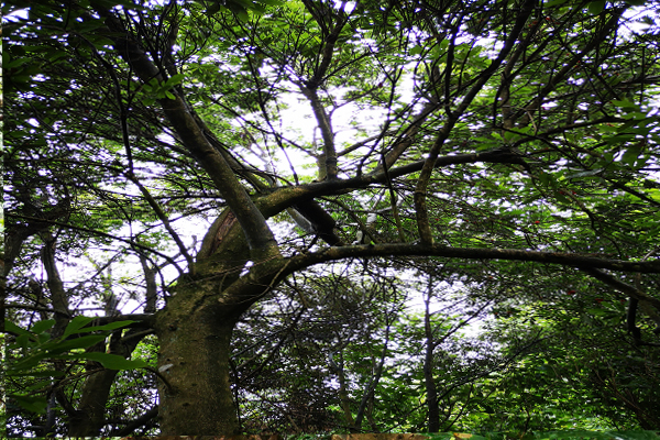 杨梅很酸怎么样才能更甜,为什么野杨梅那么酸