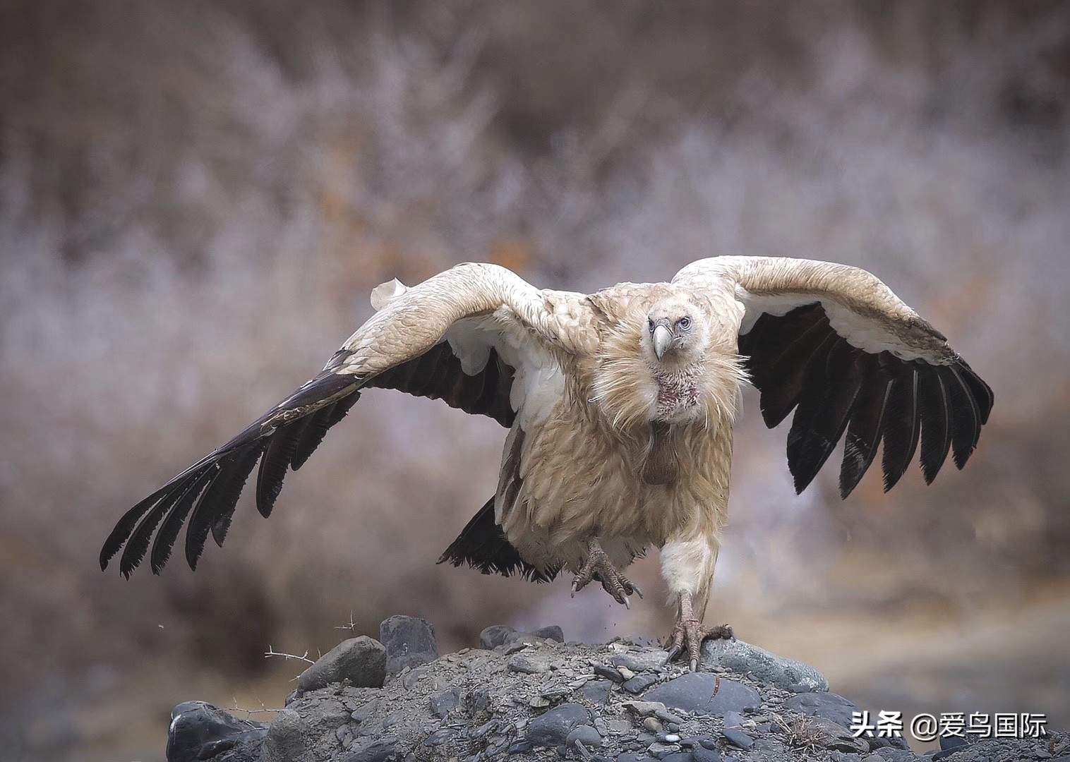 鸟类图片大全大图观赏,鸟类照片合集