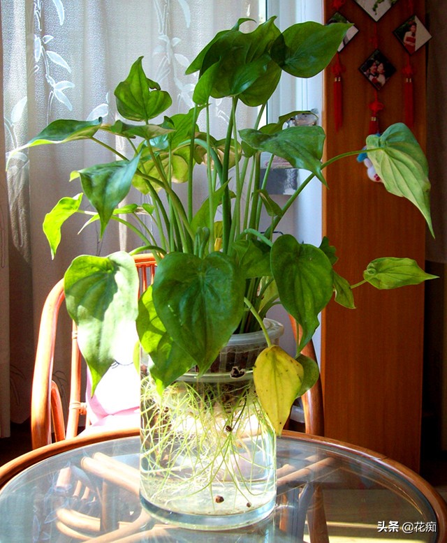 水培千手观音烂根最好的处理方法,水培千手观音花卉的养殖方法