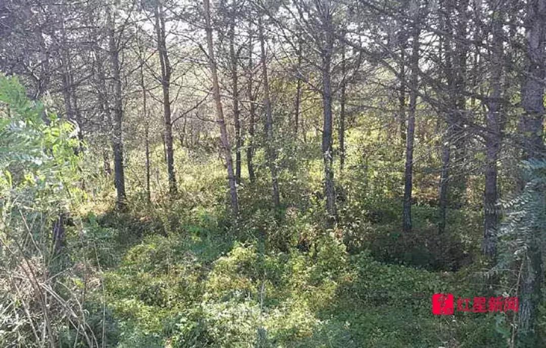 金哲宏最终判决结果,判死缓的金哲红