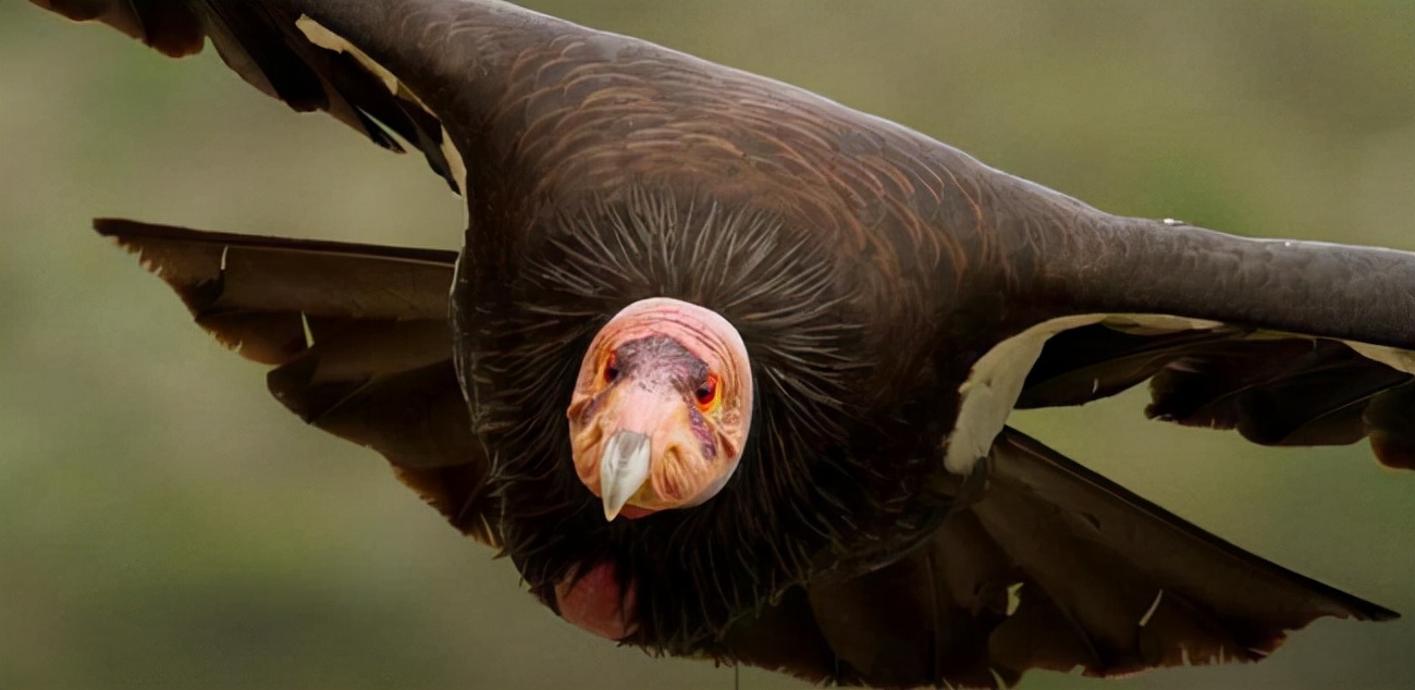 无需雄性！加州母秃鹰惊现“处女产子”，原因是什么？有何影响？