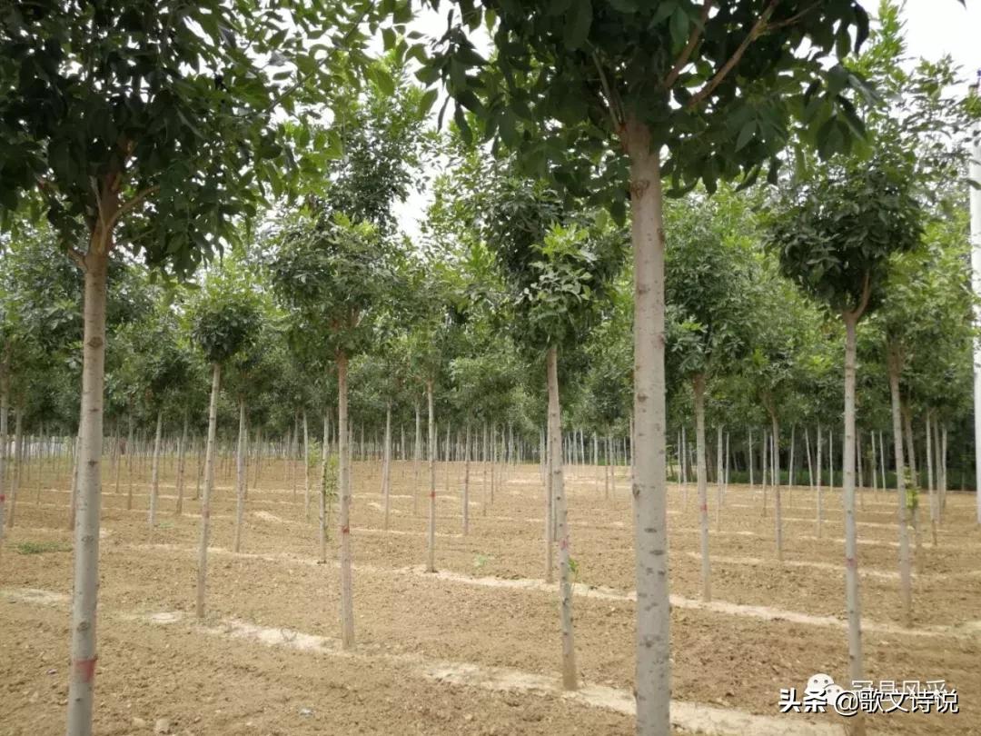 山东冠县精品苗木基地,冠县种植基地