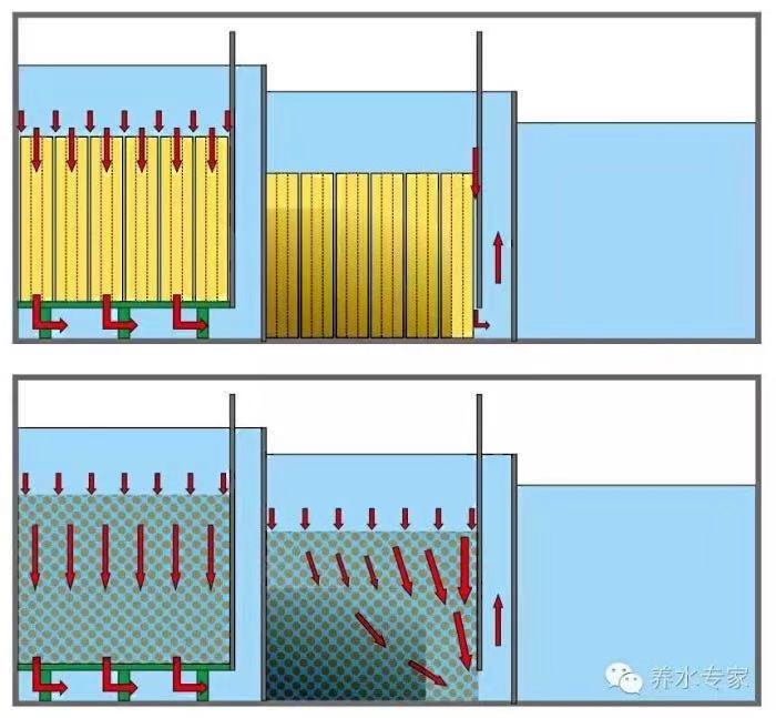 鱼缸养锦鲤鱼的方法和技巧,鱼缸新手养锦鲤鱼的正确方法