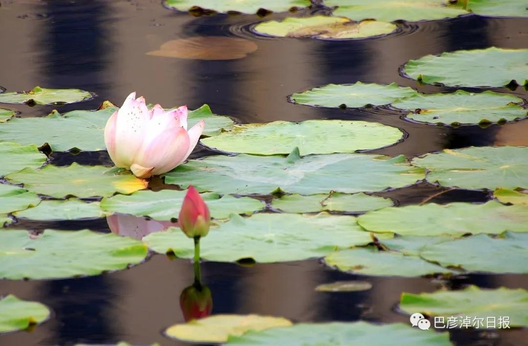 临河植物园景色,临河荷花景区