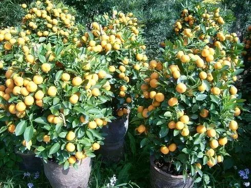 开玩笑送什么花合适呢,各种场合应该送什么花