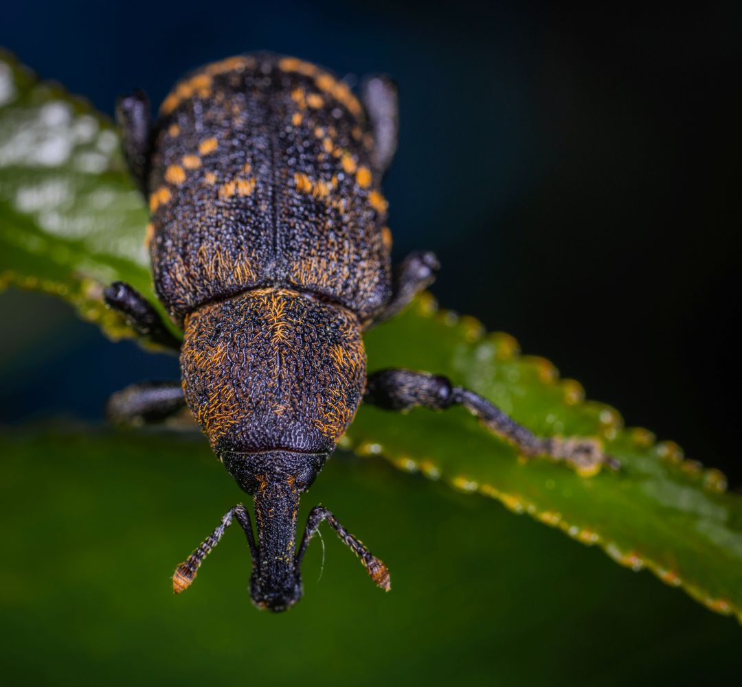 好看的鞘翅目昆虫图片,世界上最罕见的昆虫摄影