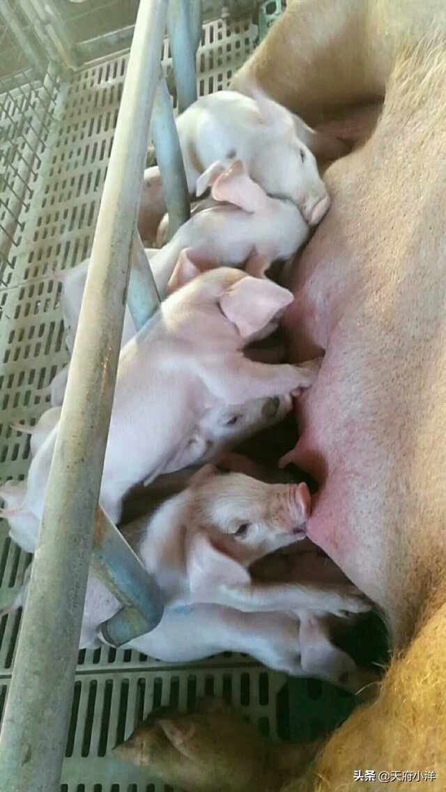 小猪阉割正确的方法你知道吗