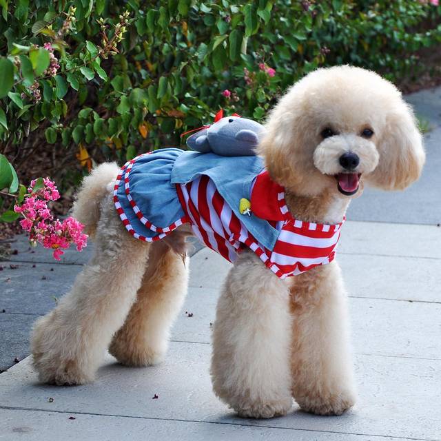 冬天要不要给狗狗穿衣服,冬天给狗穿什么衣服不冷