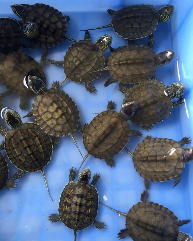 养龟周围灰尘多对乌龟有影响吗,养鱼盐乌龟能用吗