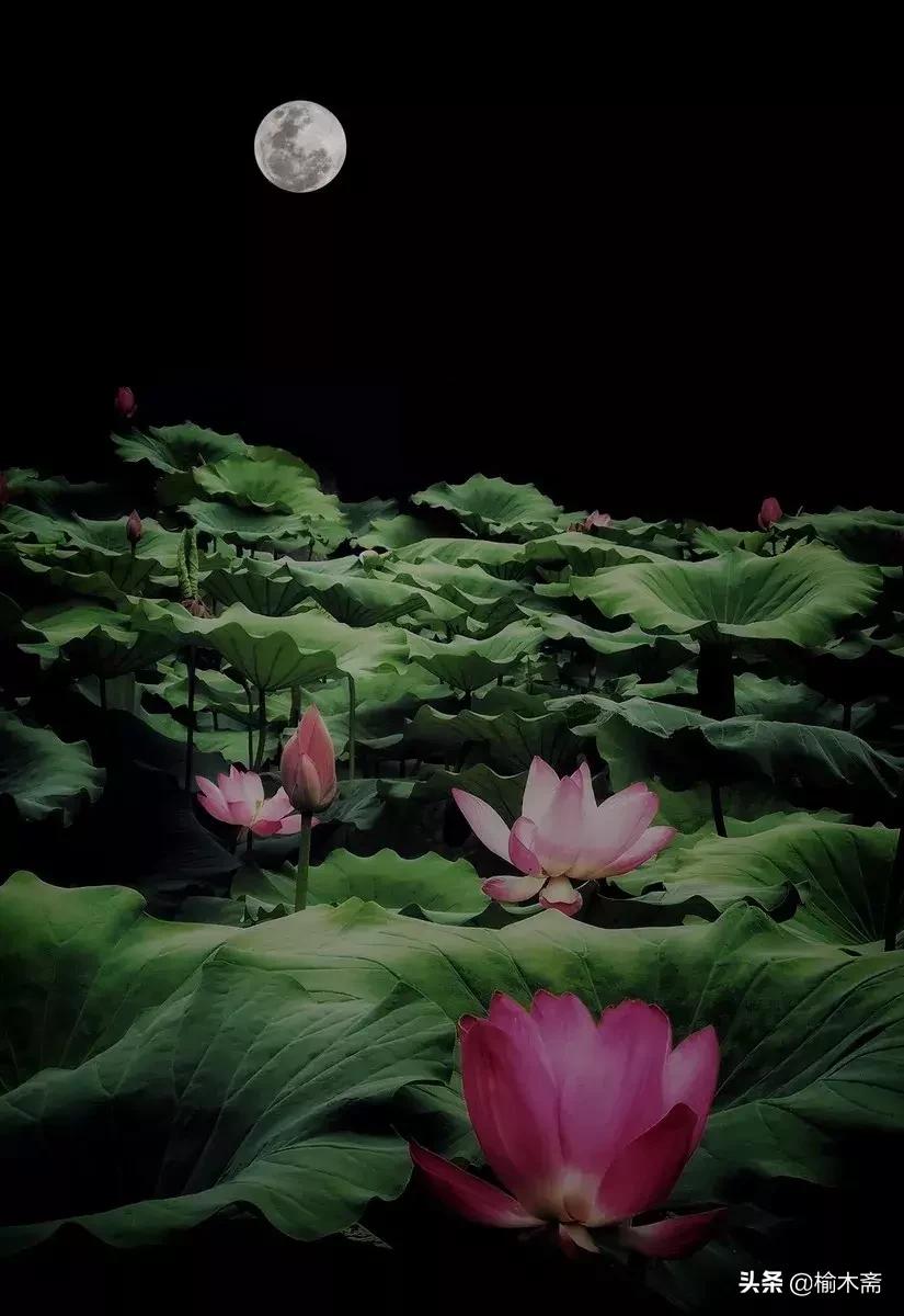 夏夜诗词佳句:松间小槛接波平,月澹烟沉暑气清