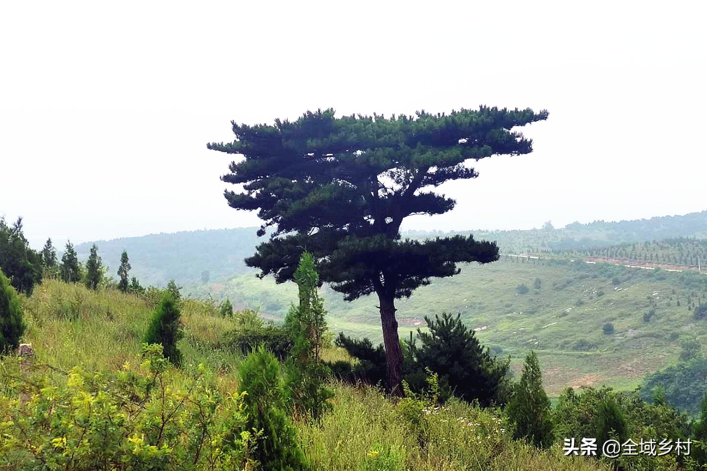 卢氏大山的风景,三门峡市卢氏县官道口石大山
