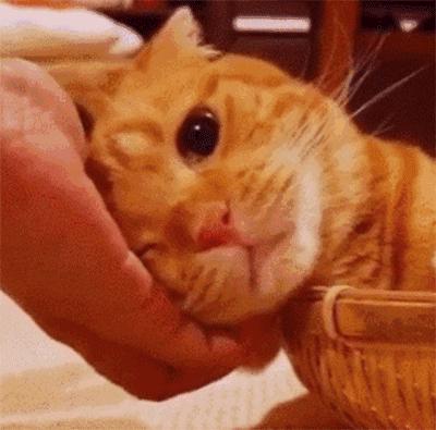 猫咪亲近人不再是玄学，这三招让你重获宠爱