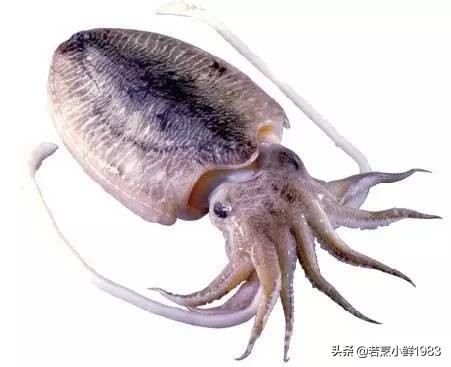 鱿鱼和墨鱼有什么区分呢,鱿鱼和墨鱼怎么样区分