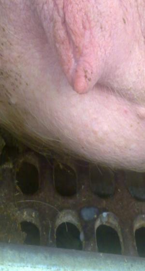 母猪流出黄色粘液多久能产,后备母猪排出乳白色的东西