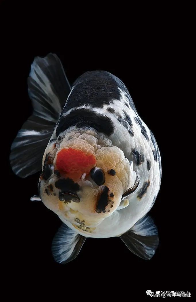 江门海豚公司总经理林震能:不断成长终成行业知名老板