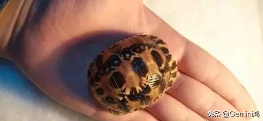 文玩小乌龟,文玩乌龟代表什么