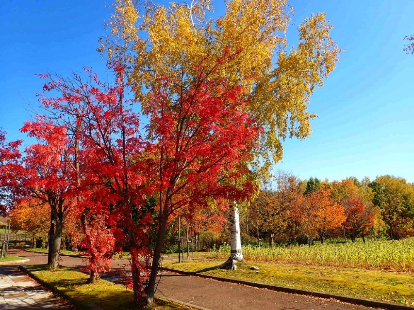 日本从南到北旅游路线,从南游到北