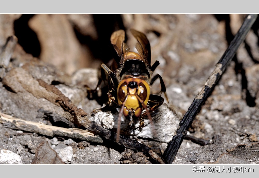 秋季如何防昆虫进屋,秋季防胡蜂知识