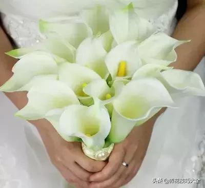 马蹄莲叶子发黄问题如何解决,马蹄莲叶子发黄解决办法水培