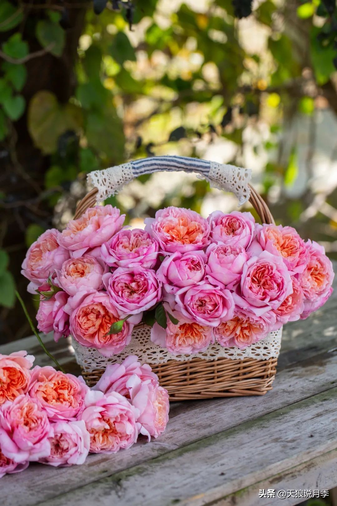 优雅女士月季花,奇葩月季品种图片