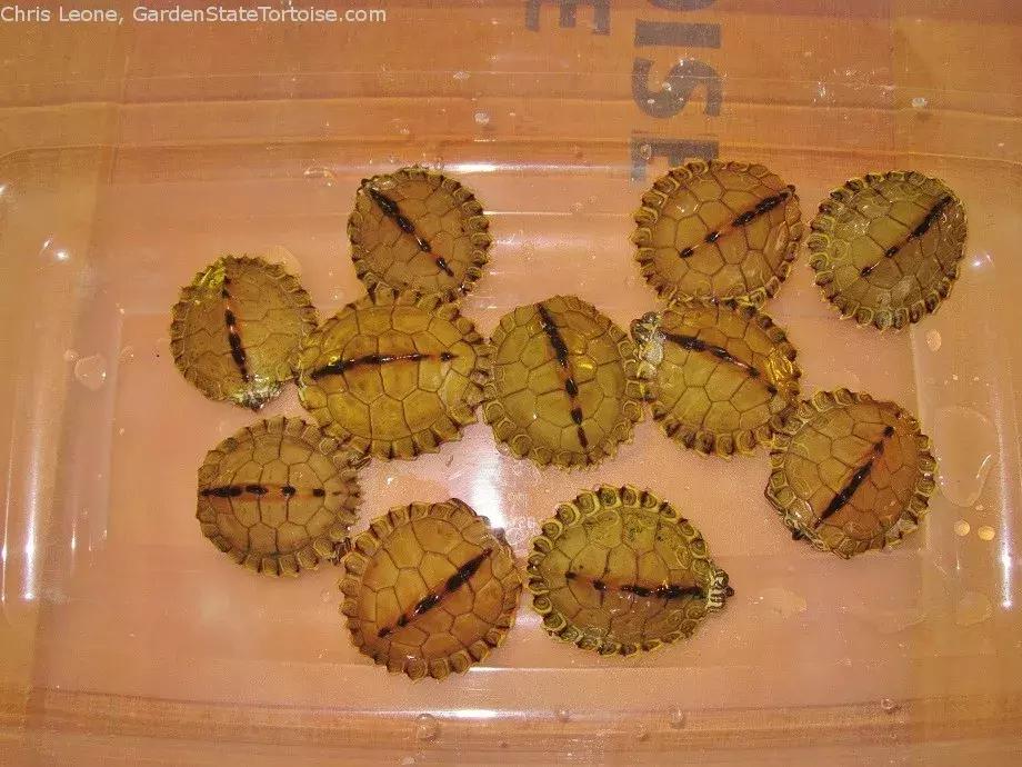 地图龟6-7厘米是成年龟吗,地图龟12cm成年了么